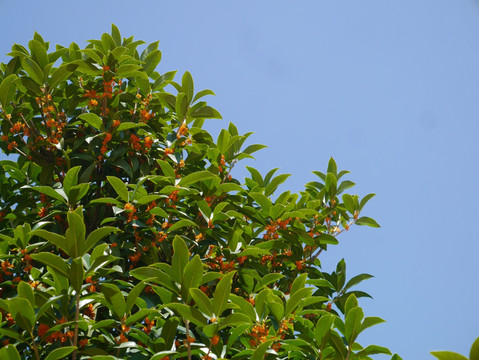 桂花树