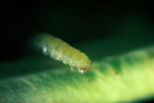 大青虫 菜虫 显微摄影