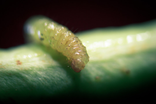 大青虫 菜虫 显微摄影