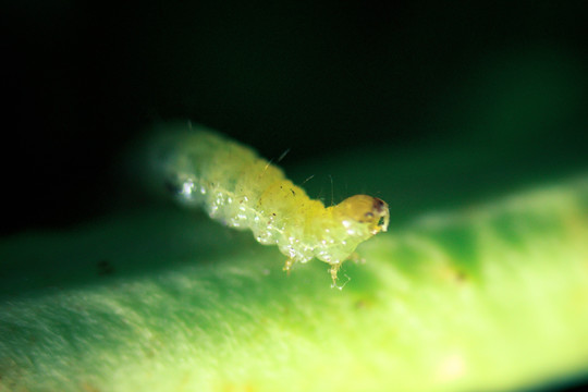 大青虫 菜虫 显微摄影