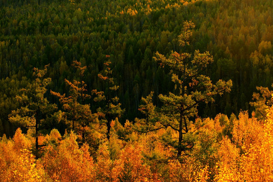 秋季大兴安岭森林