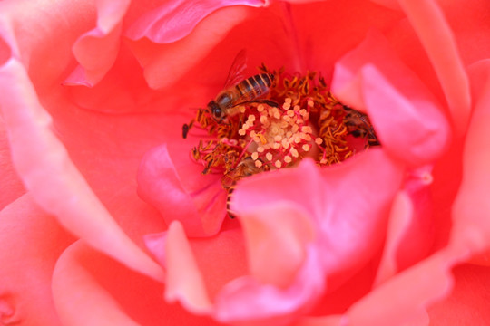 蜜蜂与红花