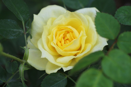 黄玫瑰 鲜花绿叶