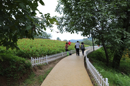 景区道路