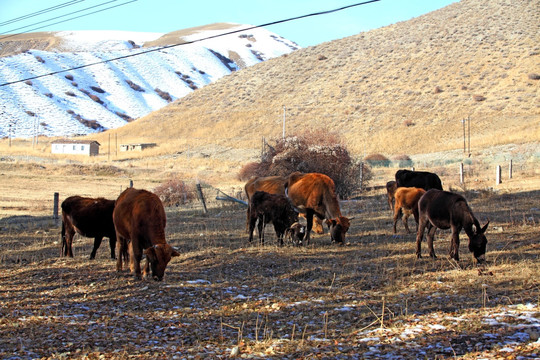 新疆风光 南山天然牧场 马群