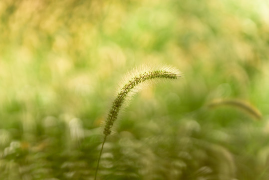 狗尾巴草