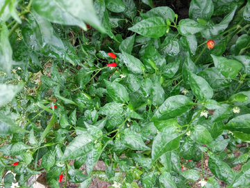 野生辣椒绿色植物