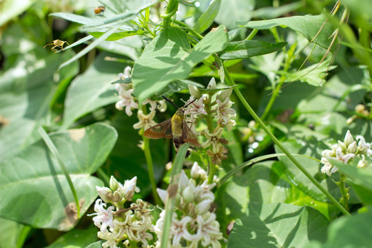 昆虫 采蜜