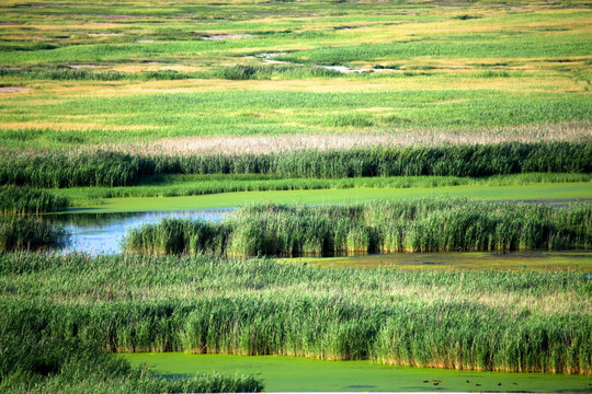 草原 湿地 河流