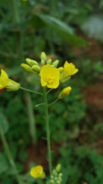 油菜花