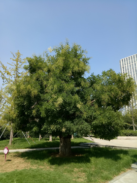 古槐树
