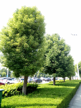 香樟树