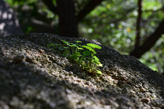 崂山药材