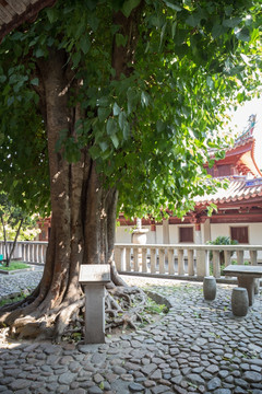 菩提树