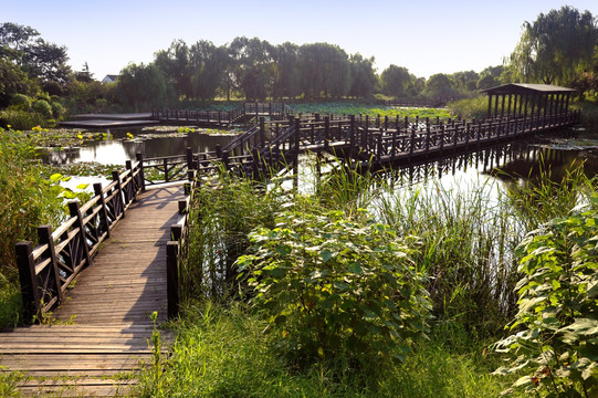 湿地草丛与木质长桥