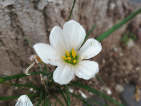 白花葱莲
