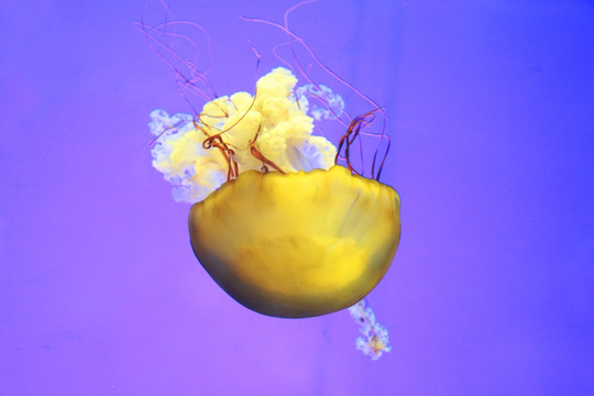 水母