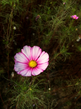 格桑花 波斯菊