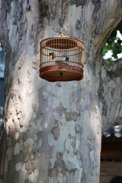 吊在树枝上的鸟笼