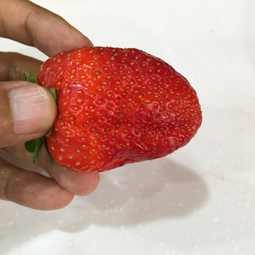 草莓 水果 果实 特写