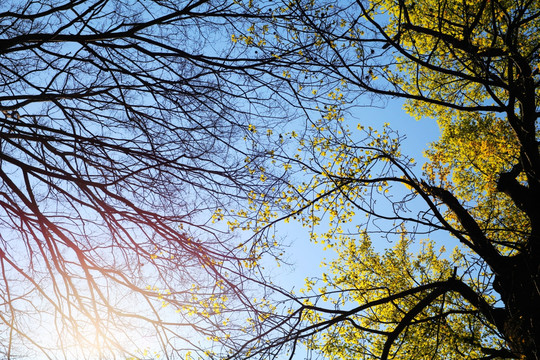 树枝蓝天阳光唯美背景