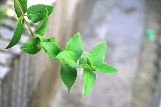 金银花枝条