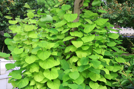紫荆植株