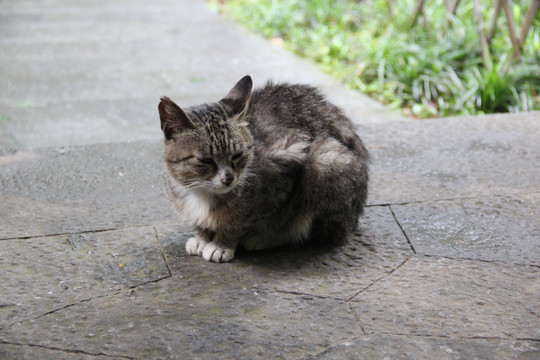 沉思的猫咪