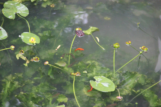 雨后荷花池塘