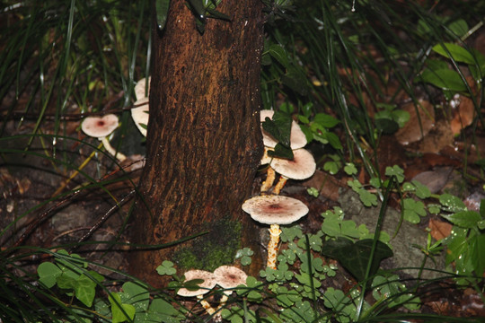 雨后的小蘑菇