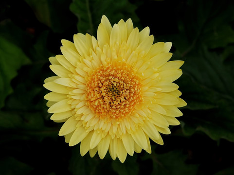 黄菊
