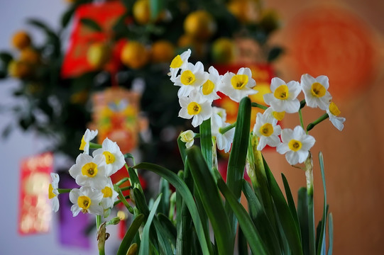 水仙花