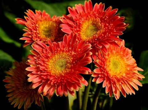 非洲菊