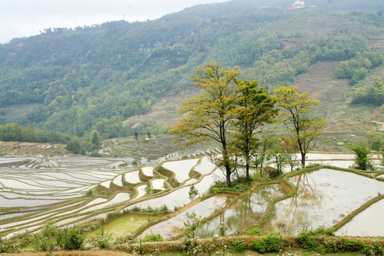 元阳梯田