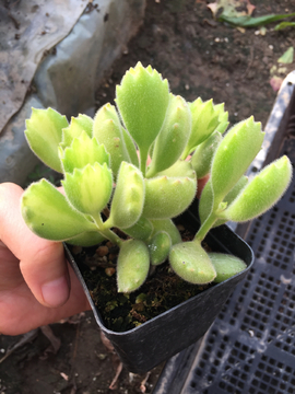 黄熊 多肉植物