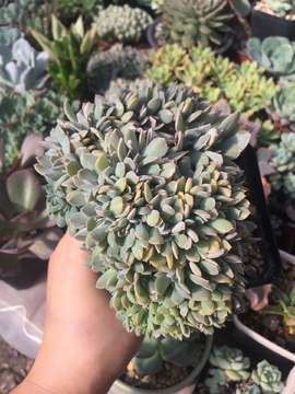 特玉莲缀化