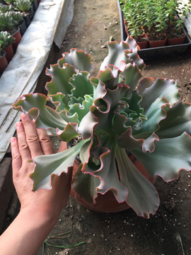 女王花笠