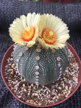 星兜开花