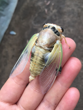 蝉