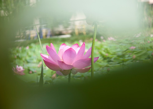 荷花荷叶素材