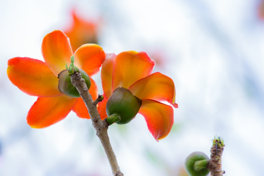 木棉花