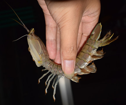 海鲜 虾蛄 手抓皮皮虾