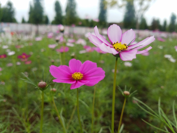 格桑花