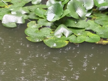 雨中的莲叶