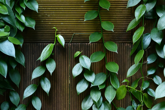 绿色攀藤植物
