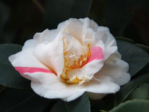 茶花