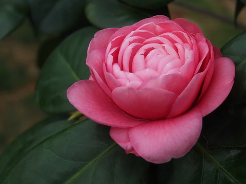 茶花