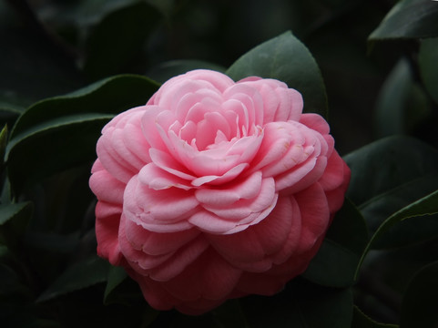 茶花
