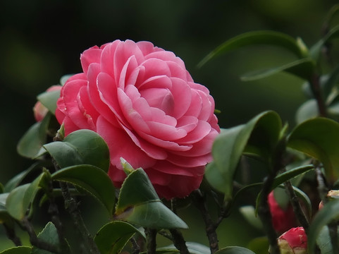 茶花