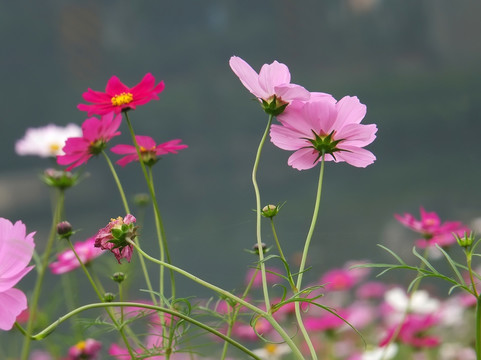 格桑花